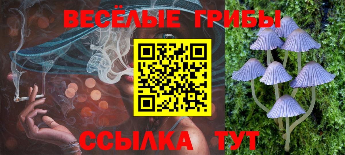 Галлюциногенные грибы Psilocybe Алексеевка